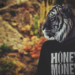 tiger fall honey money photography