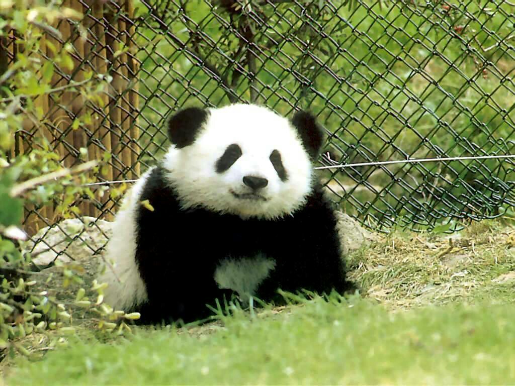 Родина панд. Ареал панды. Большая Панда. Китайская Панда. Среда обитания панды.